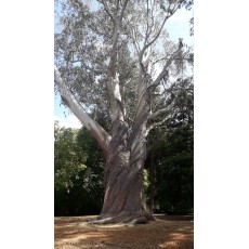 Eucalyptus delegatensis